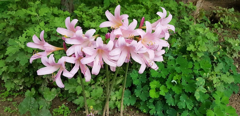 Wildflower Magic
