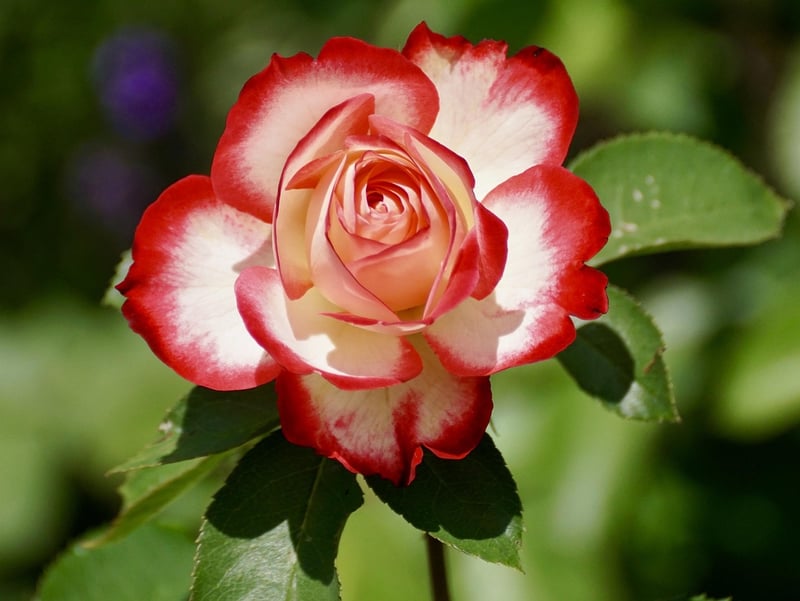 Rose bouquet